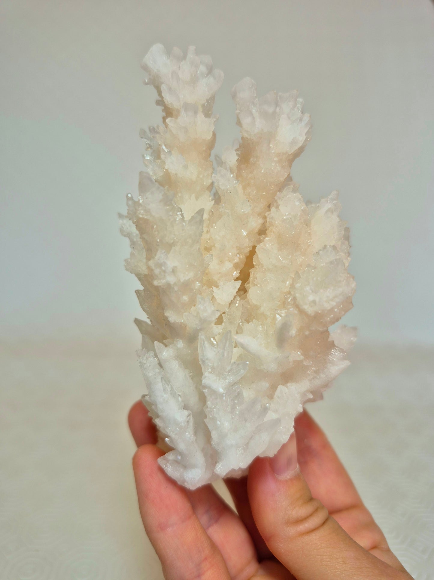 Aragonite messicana