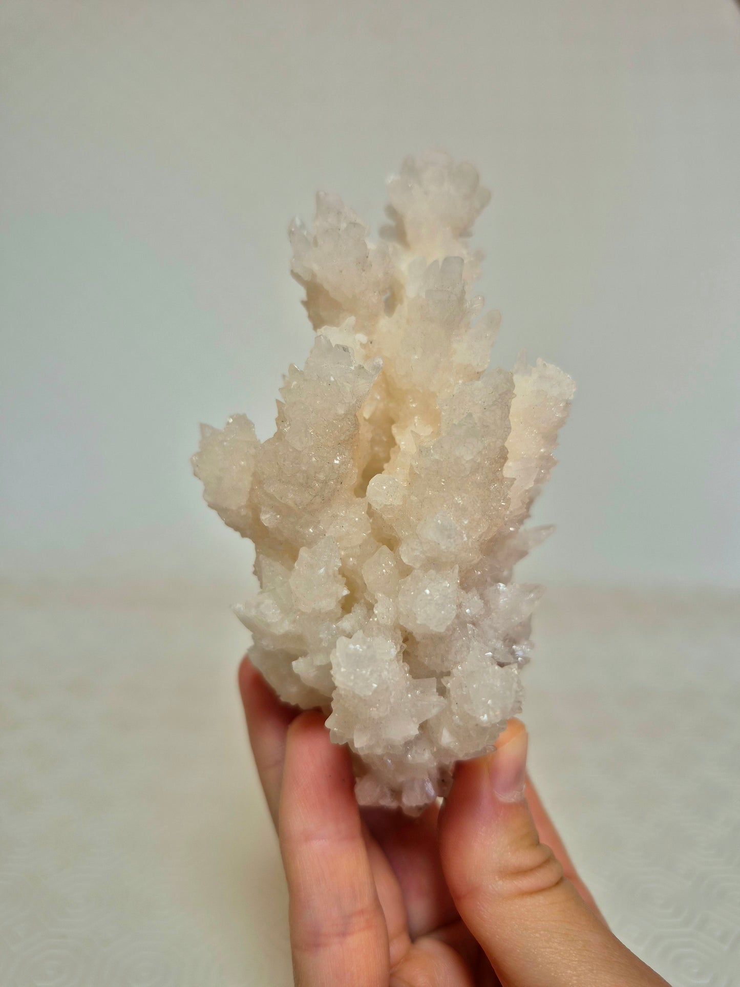 Aragonite messicana
