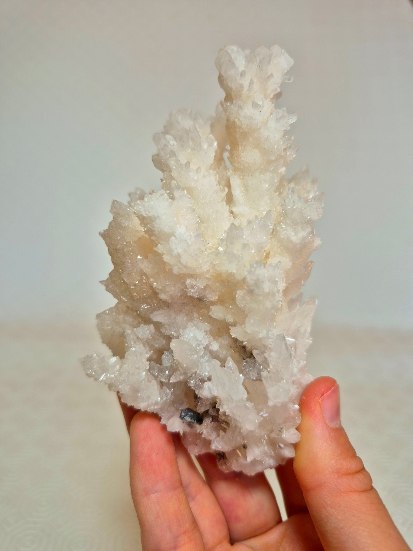 Aragonite messicana