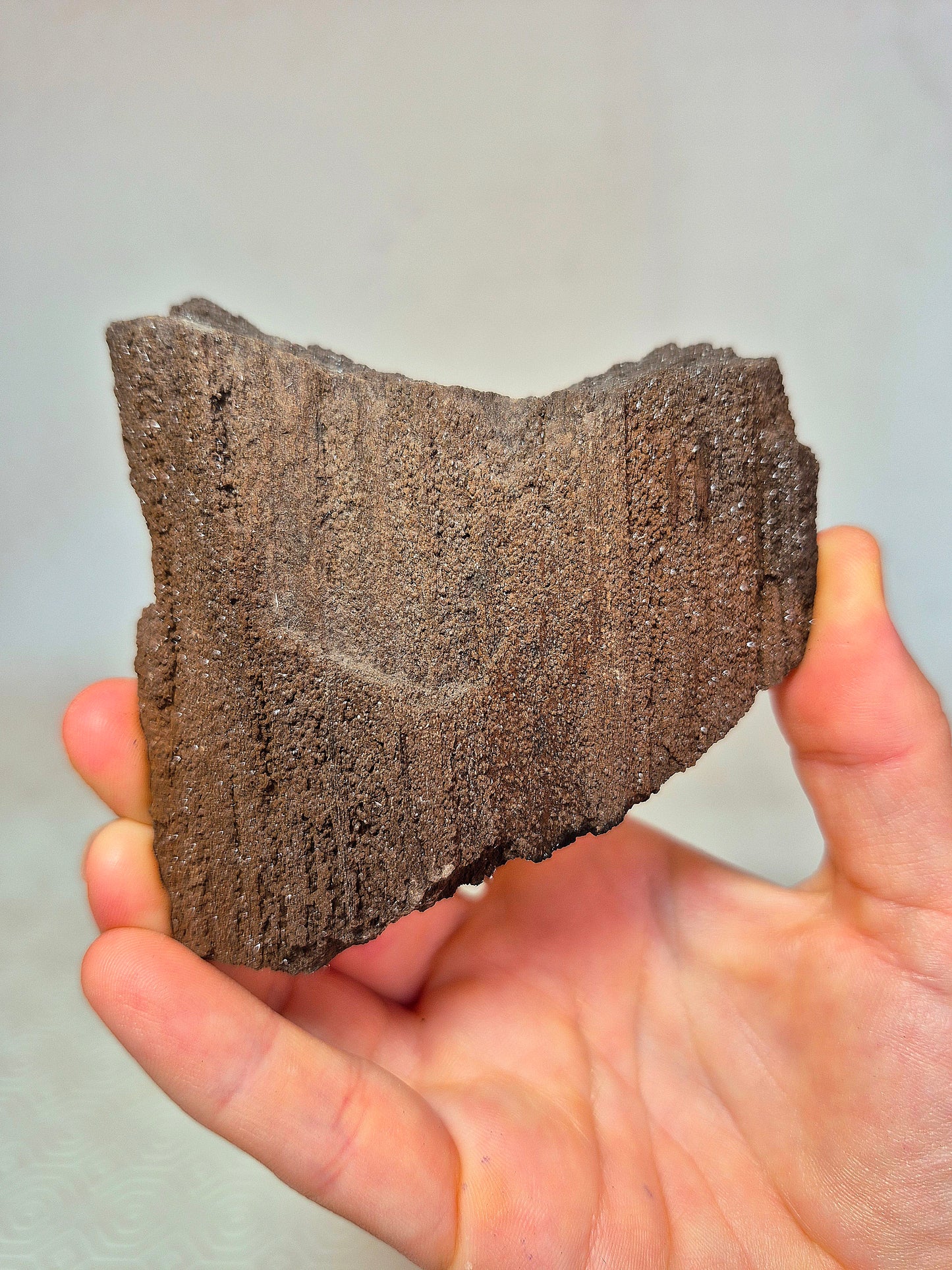 Legno permineralizzato con Quarzo