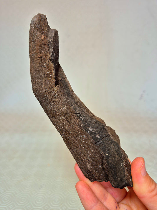 Legno Permineralizzato con Quarzo