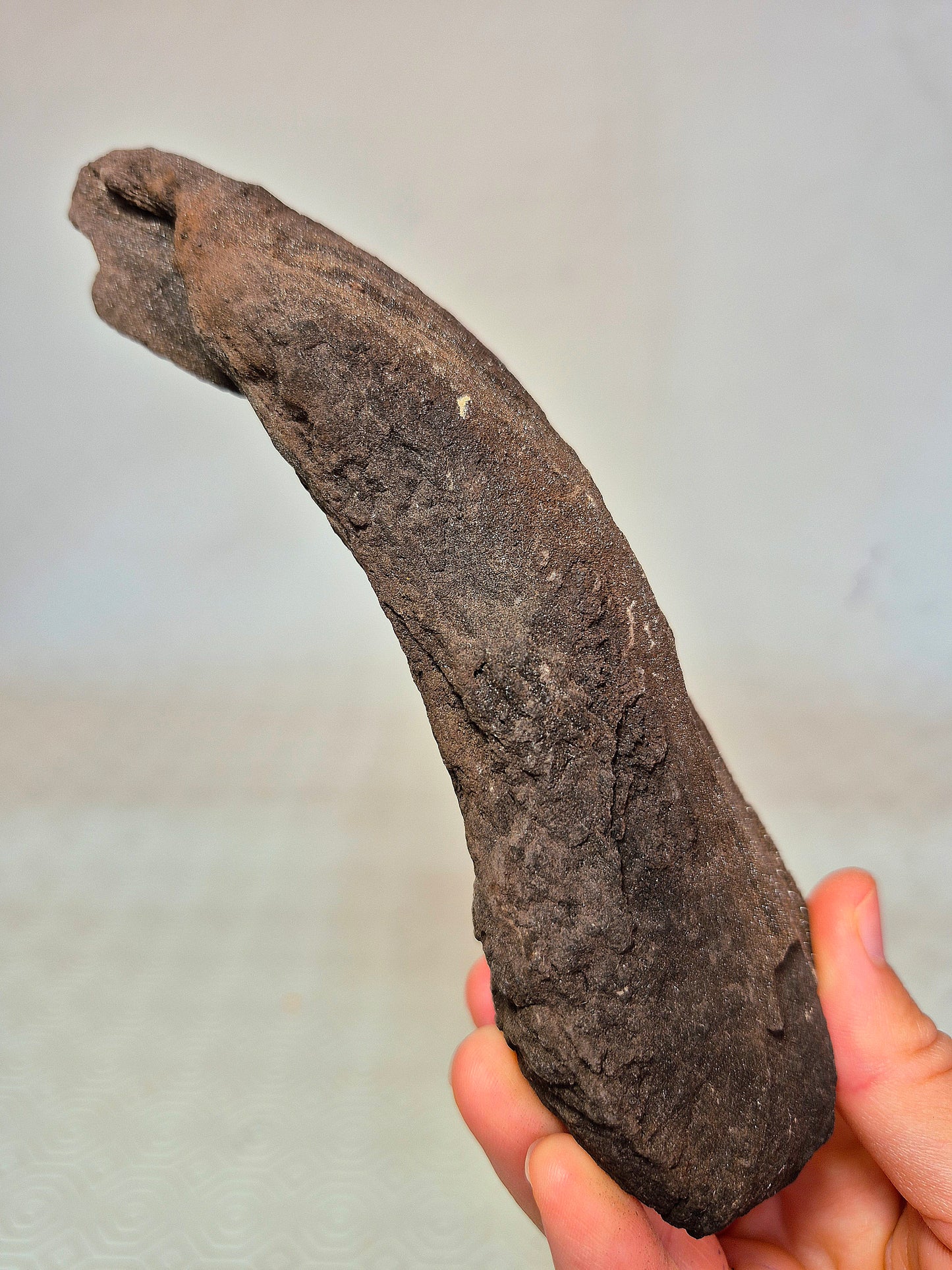 Legno Permineralizzato con Quarzo