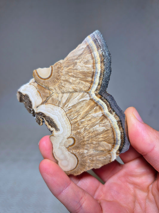 Fetta di Barite con Pirite Ottaedrica