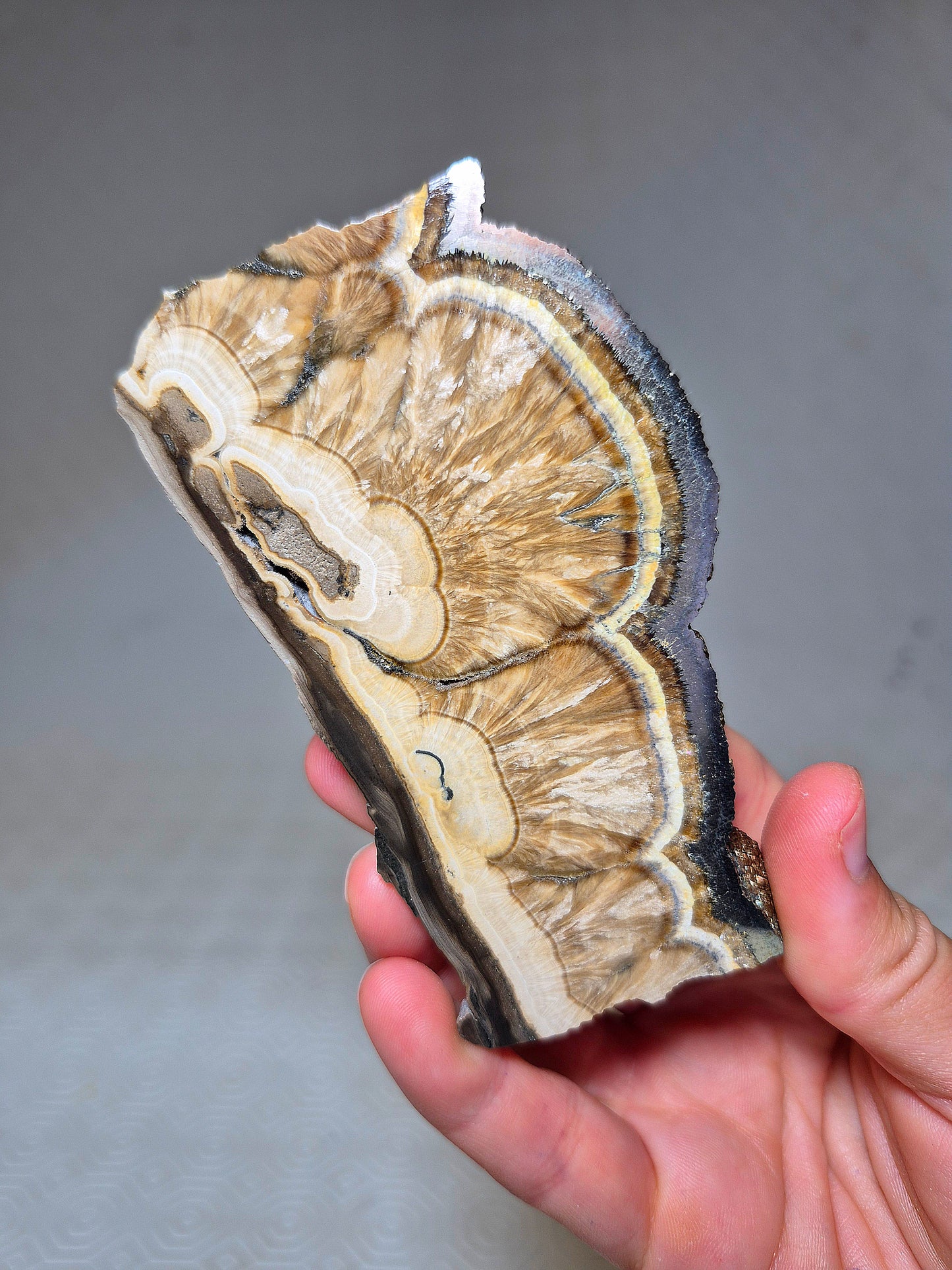 Fetta di Barite con Pirite Ottaedrica