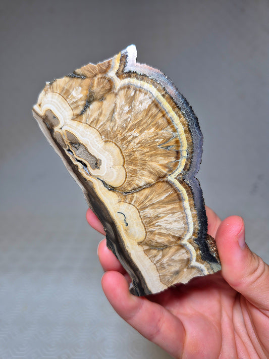 Fetta di Barite con Pirite Ottaedrica