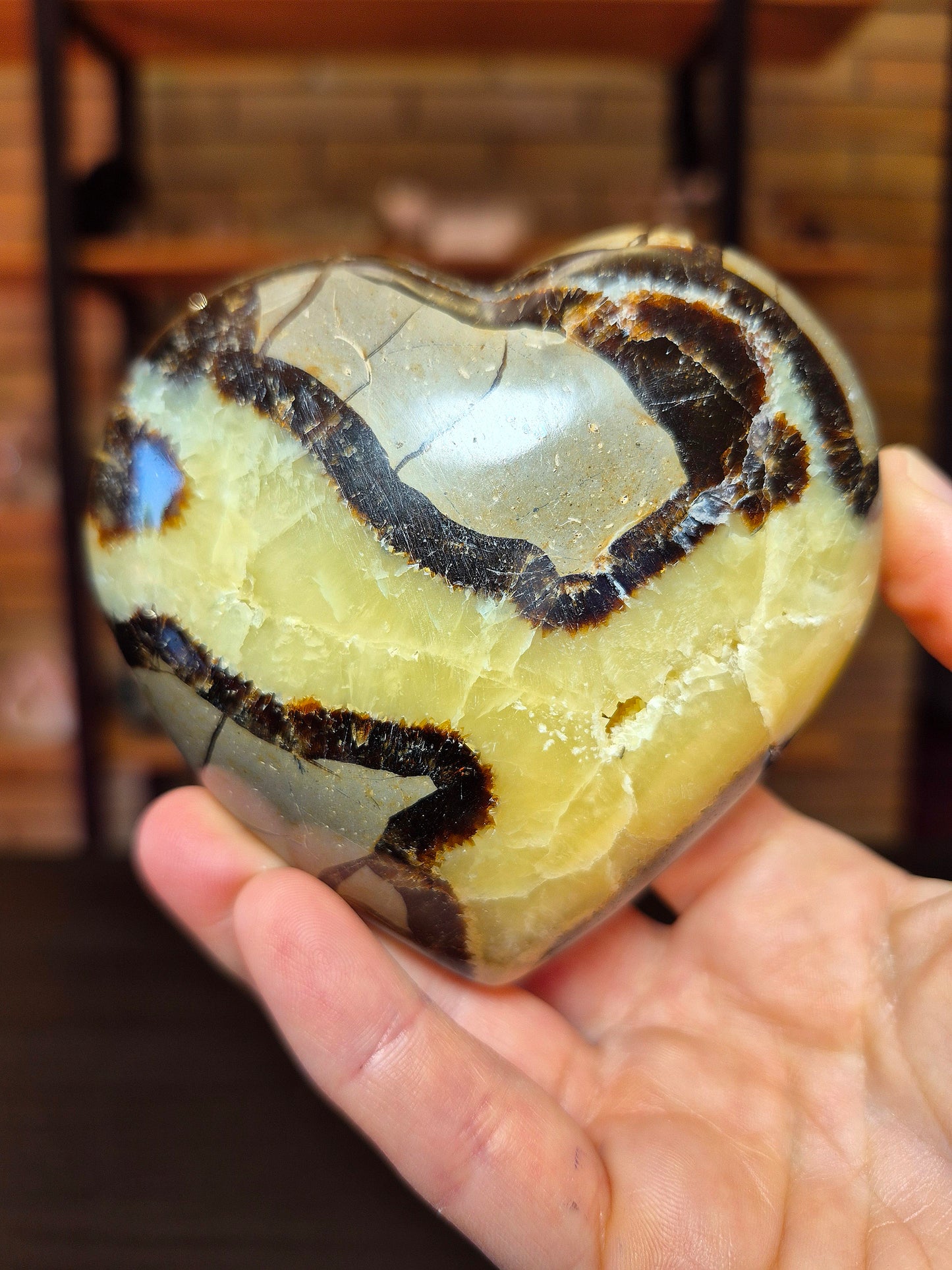 Cuore in Septaria